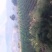 山地