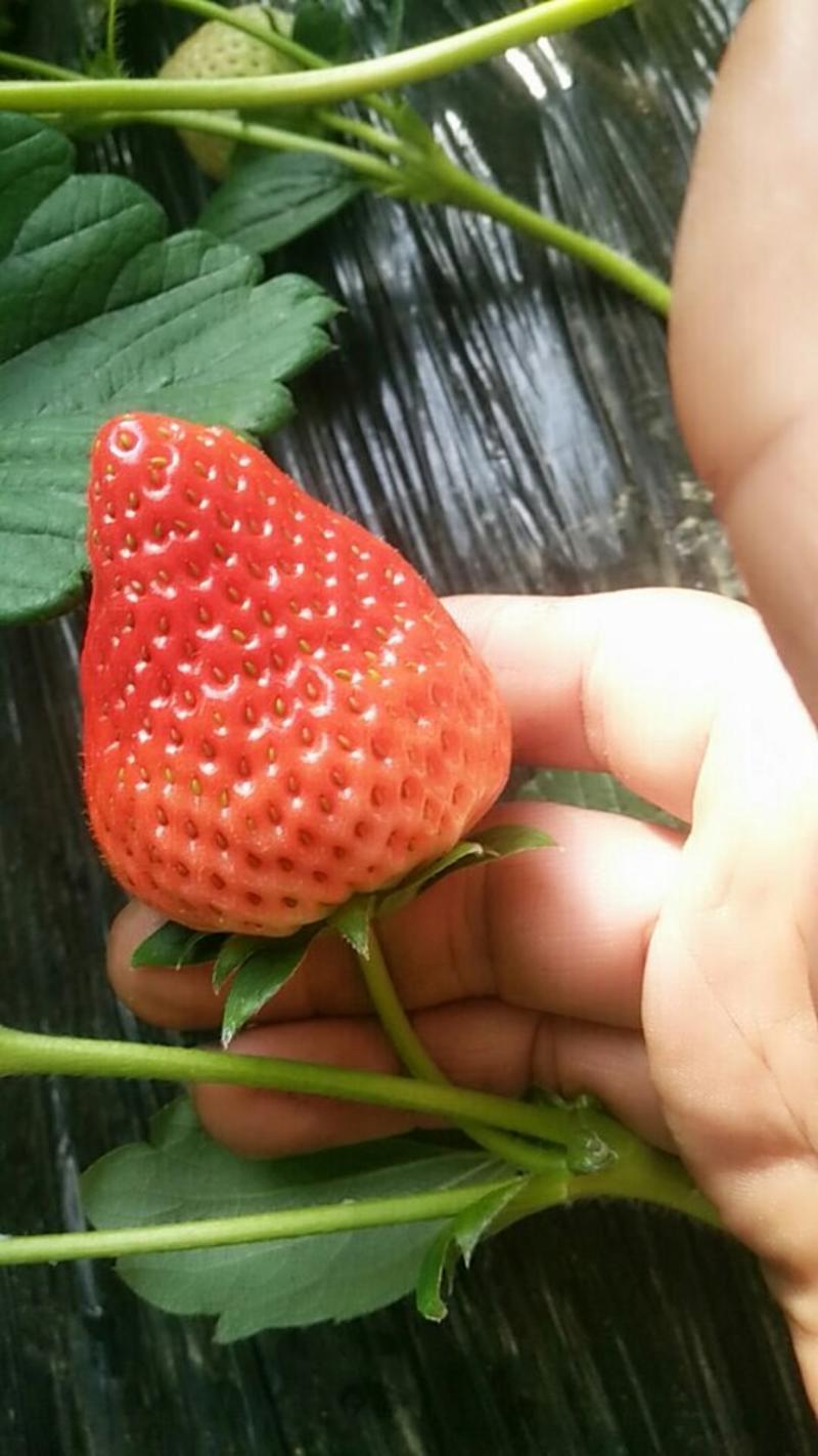 红颜草莓地址北京顺义区杨镇焦各庄村