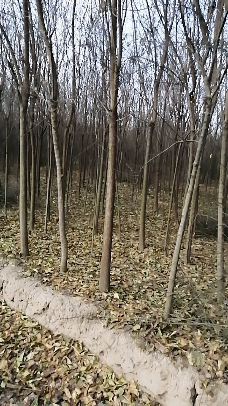 丝棉木