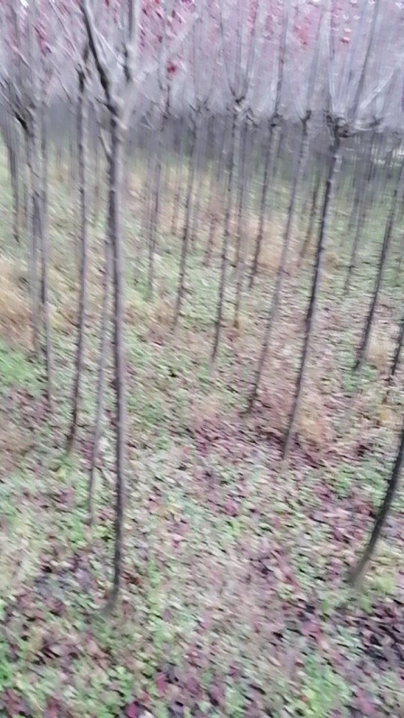 红叶李