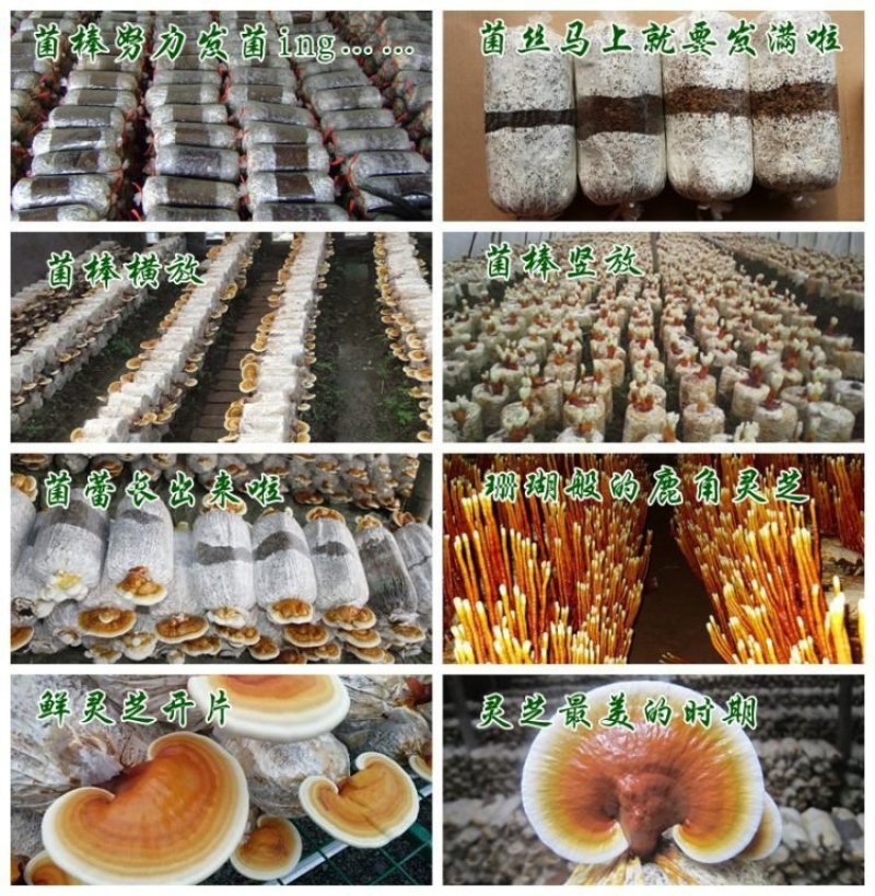 灵芝菌棒出芝菌包灵芝种苗