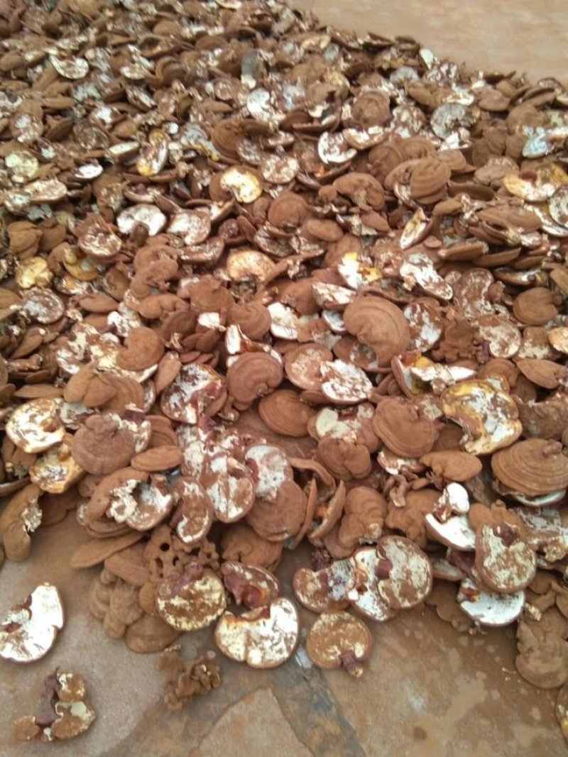 山东灵芝赤芝泰山赤灵芝泰山大片冠县灵芝
