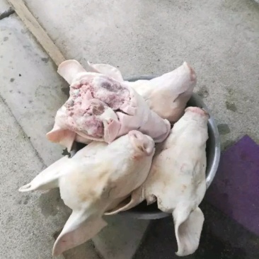 猪头