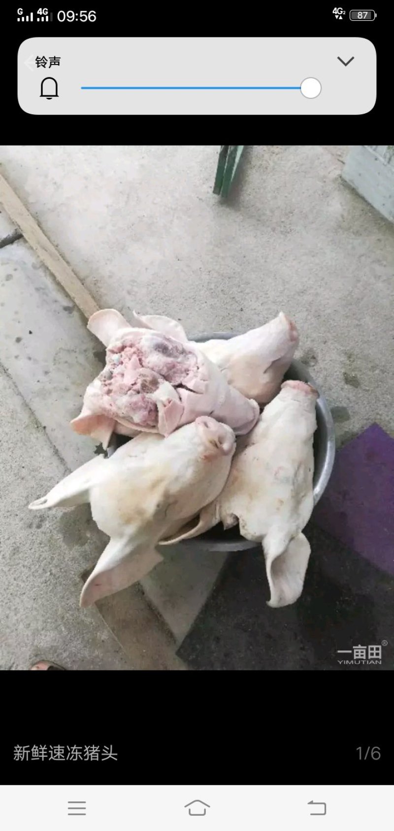 猪头