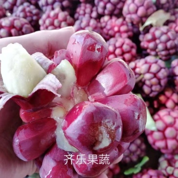 黑老虎种植苗圃基地直销成活率高的实生苗根系发达