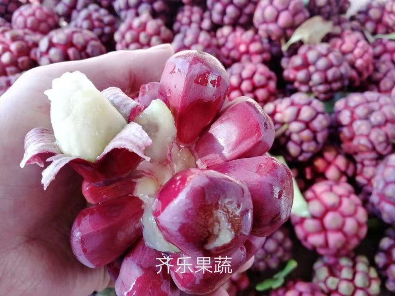 黑老虎种植苗圃基地直销成活率高的实生苗根系发达