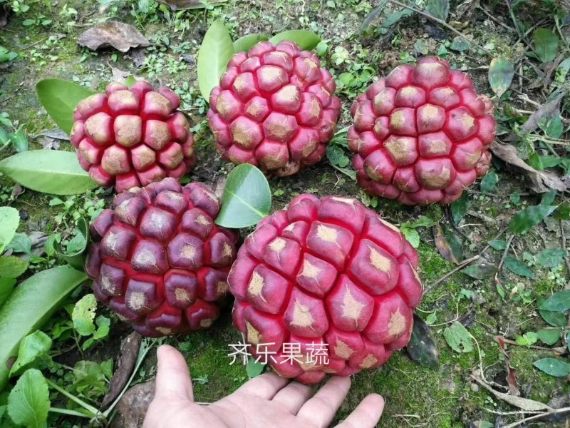 黑老虎种植苗圃基地直销成活率高的实生苗根系发达