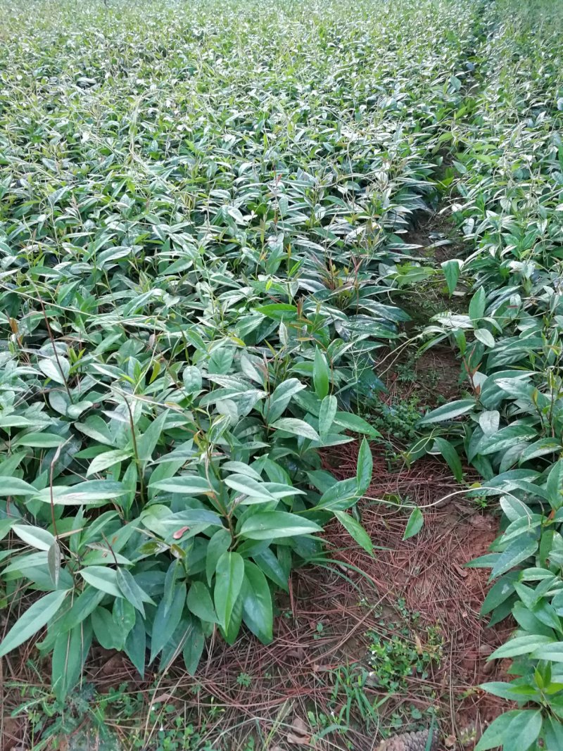 黑老虎种植苗圃基地直销成活率高的实生苗根系发达
