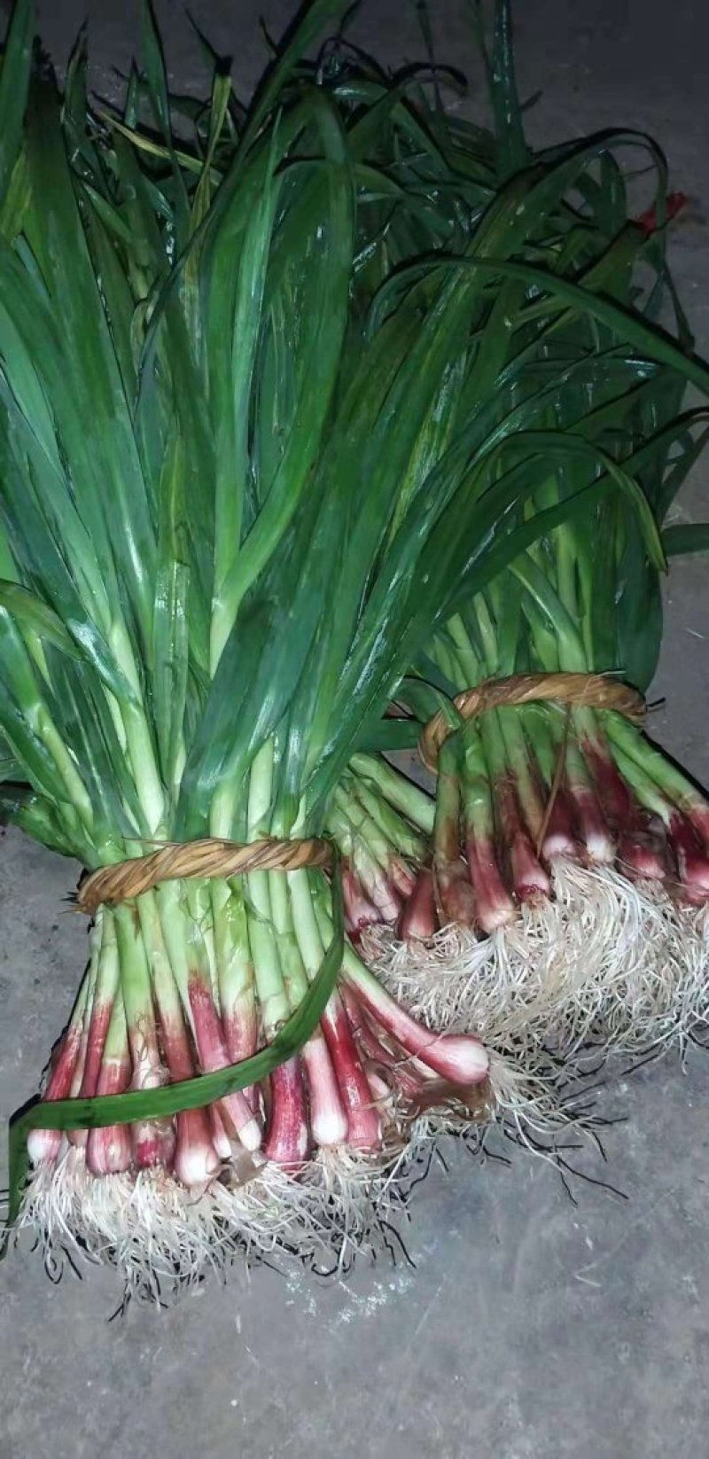 蒜苗