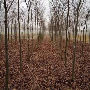 榉树红叶榉树苗2公分8装车红榉榉树苗