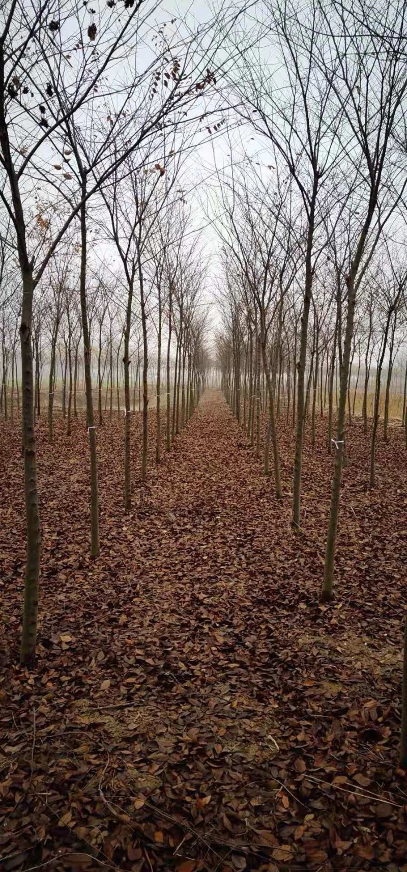 榉树红叶榉树苗2公分8装车红榉榉树苗