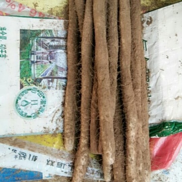 白玉山药大量走货中