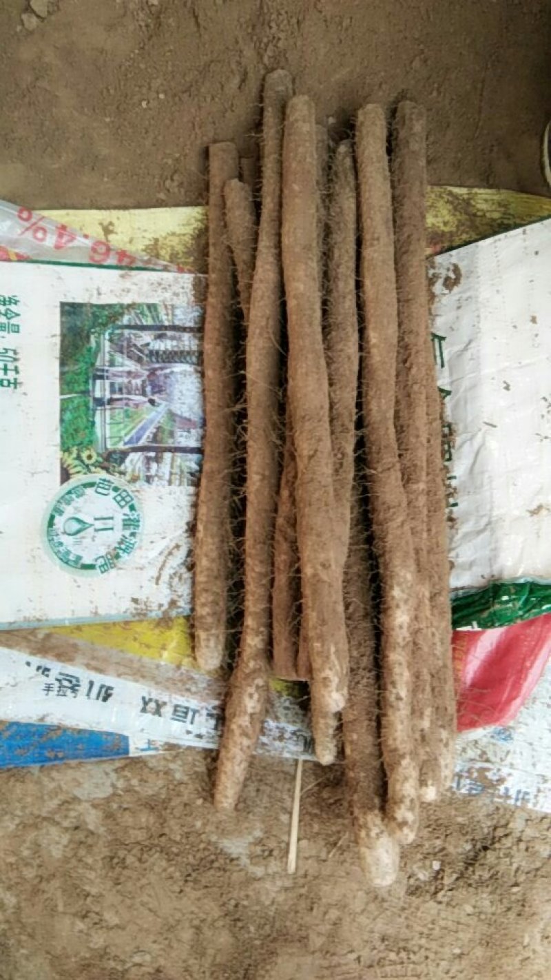 白玉山药大量走货中
