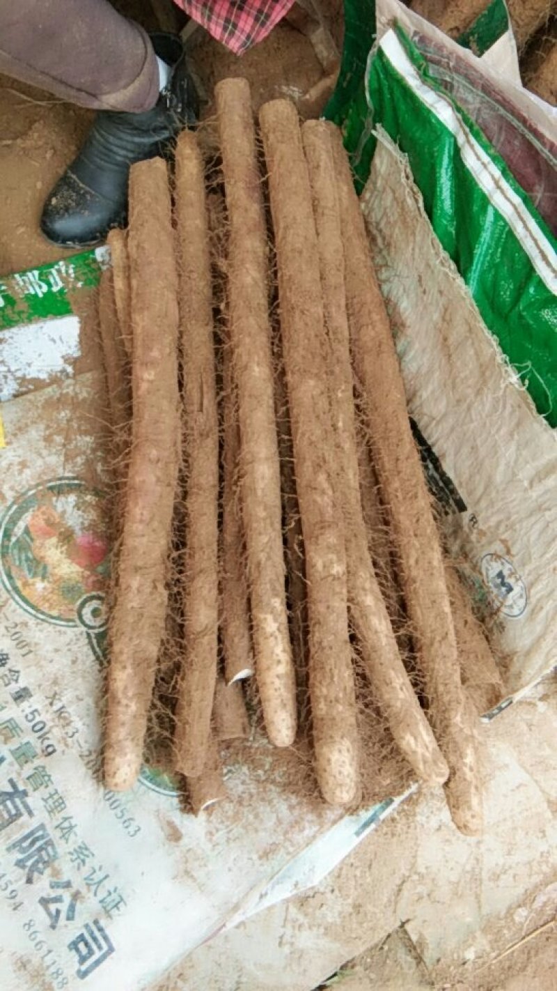 白玉山药大量走货中