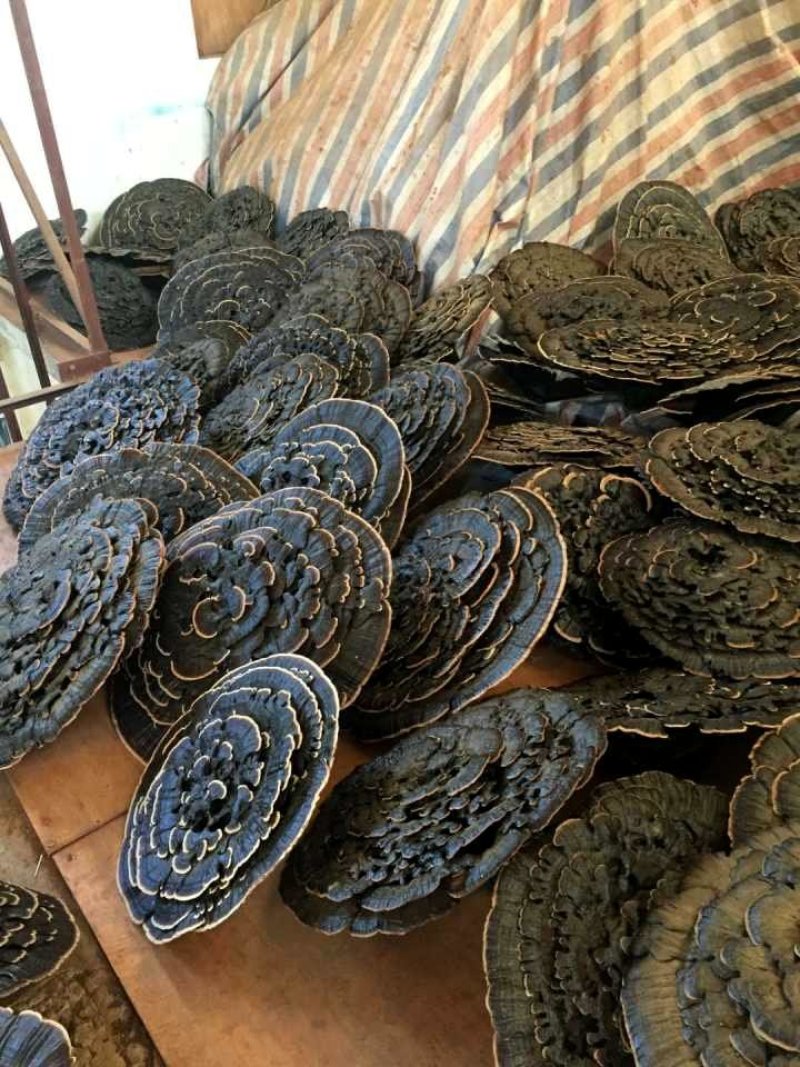 花灵芝云朵灵芝花祥云灵芝特大灵芝摆件超大灵芝王