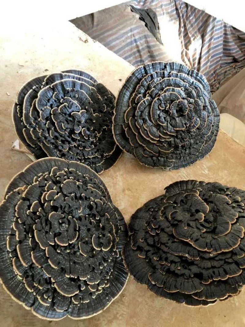 花灵芝云朵灵芝花祥云灵芝特大灵芝摆件超大灵芝王