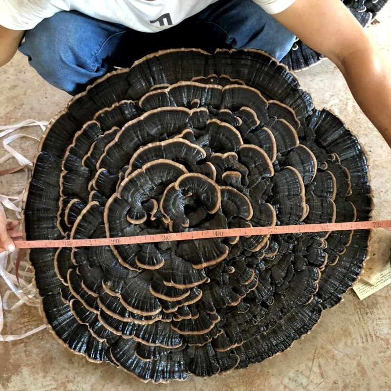 花灵芝云朵灵芝花祥云灵芝特大灵芝摆件超大灵芝王