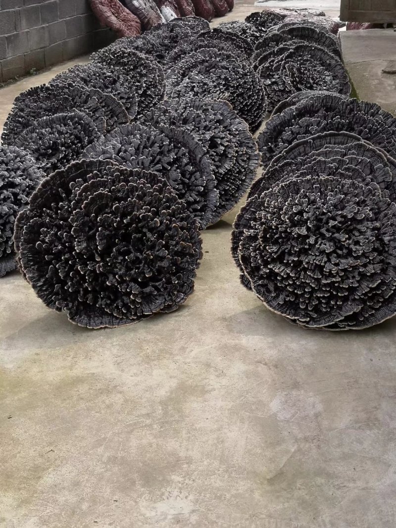 花灵芝云朵灵芝花祥云灵芝特大灵芝摆件超大灵芝王