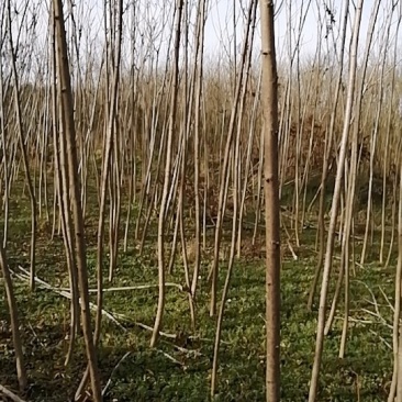 火炬树2.5~3m