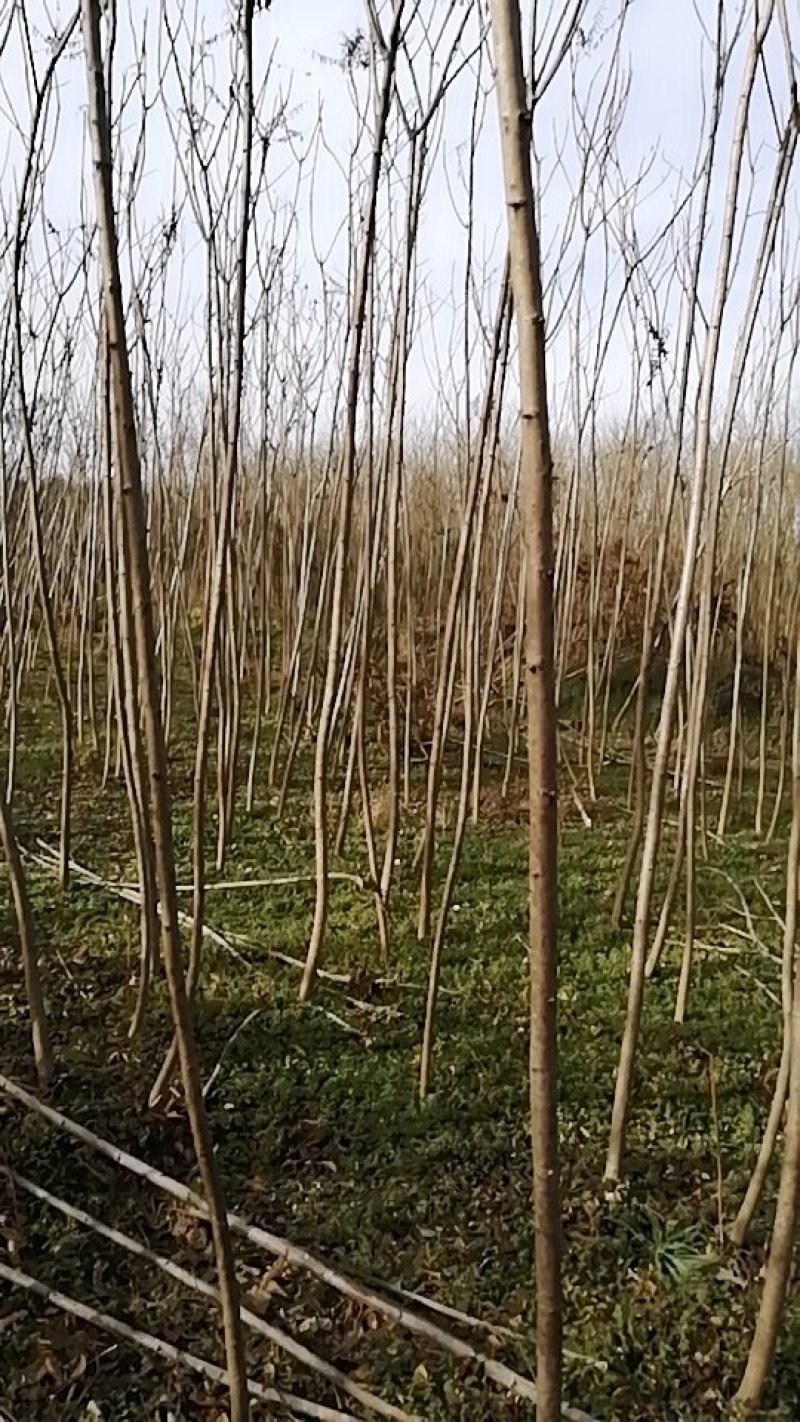 火炬树2.5~3m