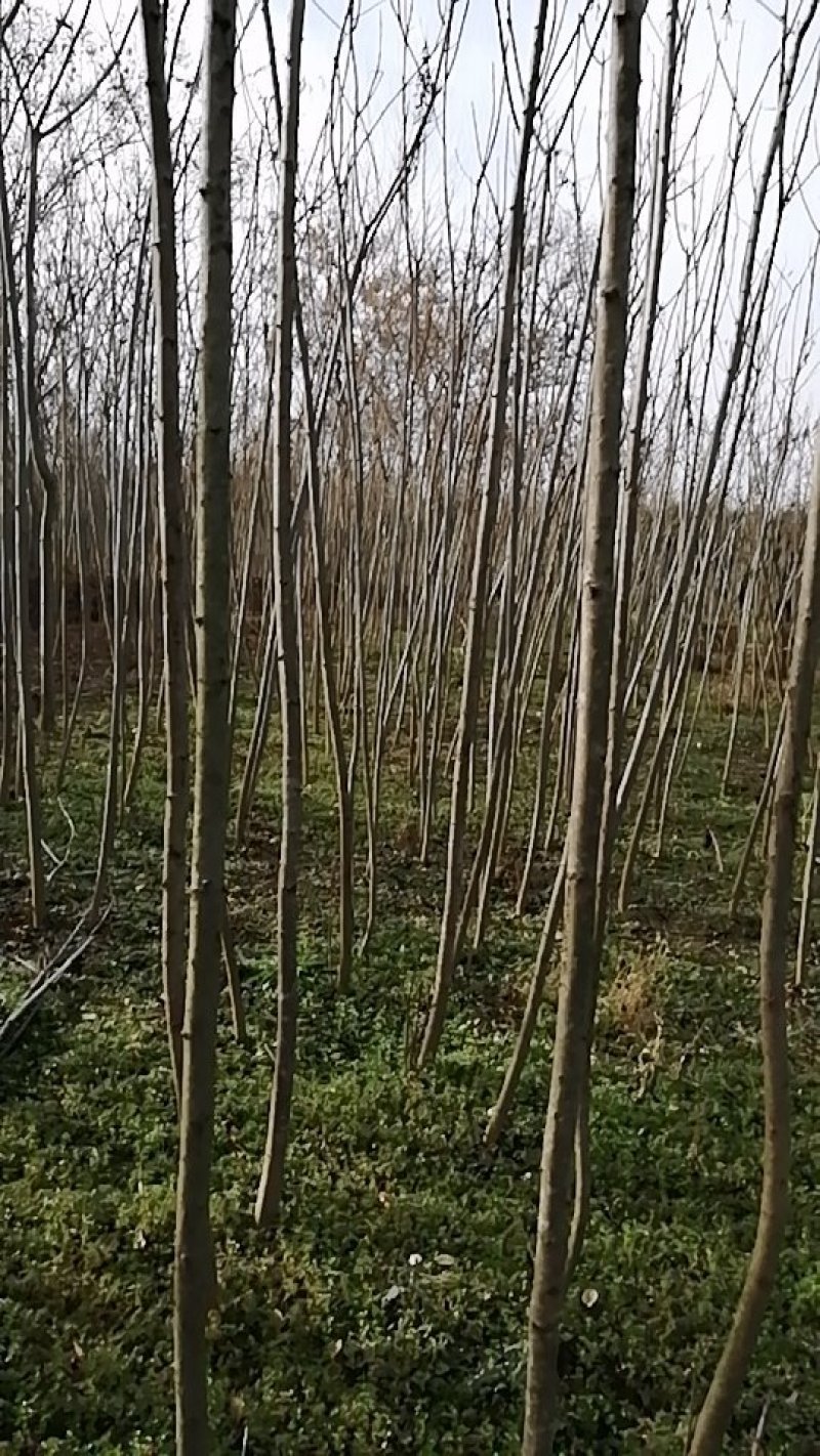 火炬树2.5~3m