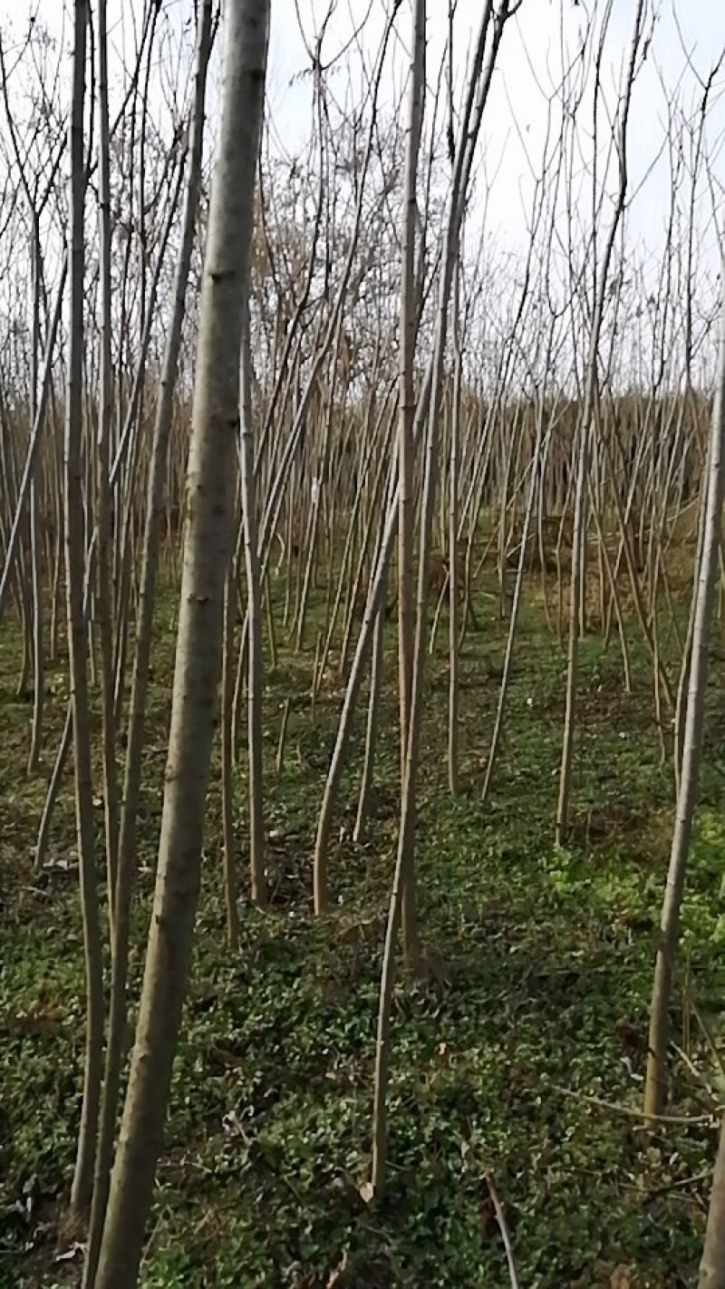 火炬树2.5~3m