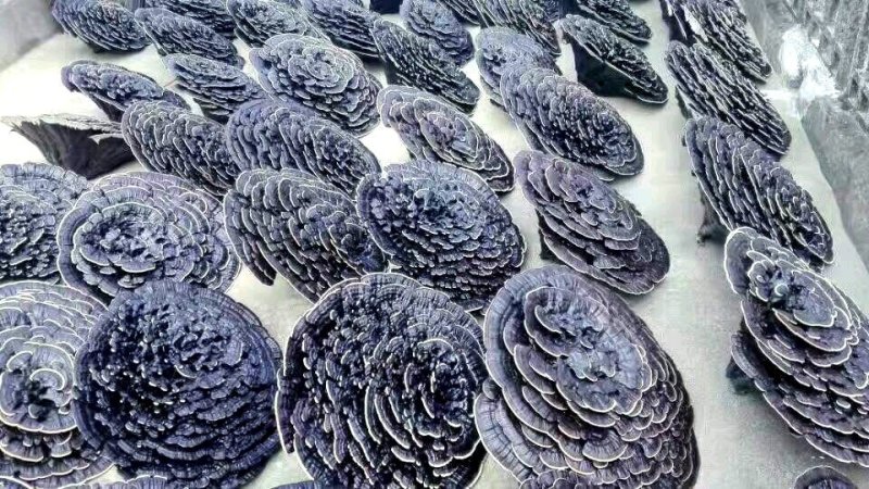 花灵芝云朵灵芝花祥云灵芝特大灵芝摆件超大灵芝王