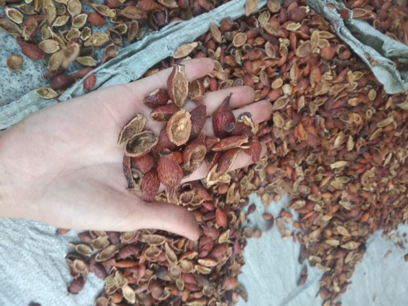 金樱子肉糖果，新货，肉厚味甜选装无硫磺放心药材
