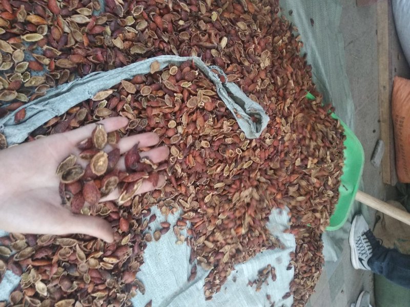 金樱子肉糖果，新货，肉厚味甜选装无硫磺放心药材