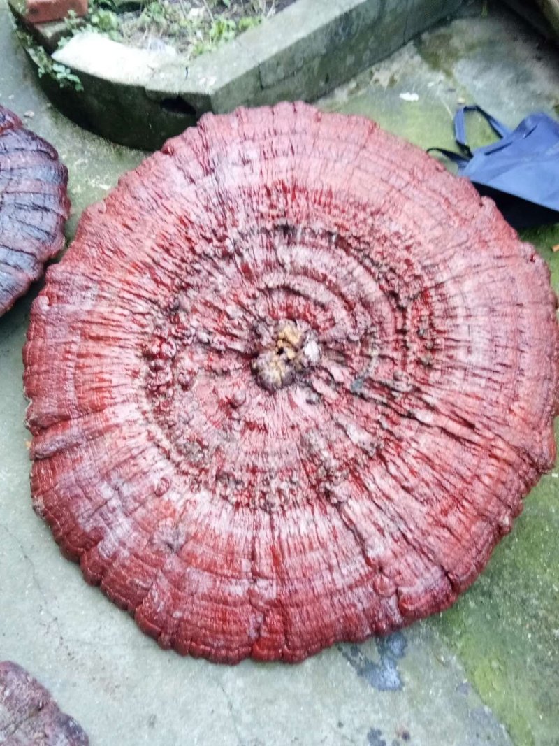 花灵芝红灵芝超大灵芝特大灵芝摆件灵芝收藏礼品