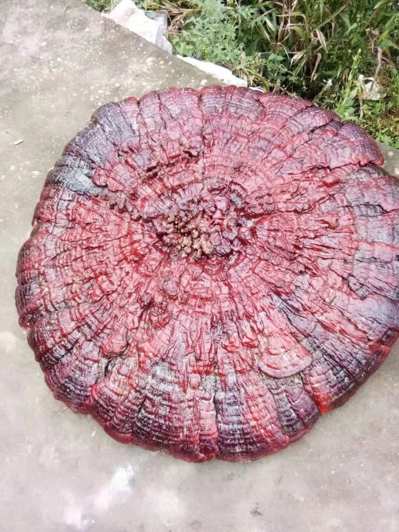 花灵芝红灵芝超大灵芝特大灵芝摆件灵芝收藏礼品