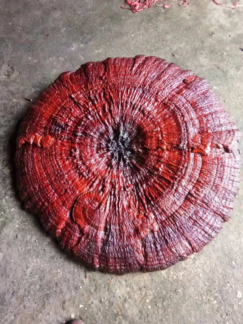 花灵芝红灵芝超大灵芝特大灵芝摆件灵芝收藏礼品