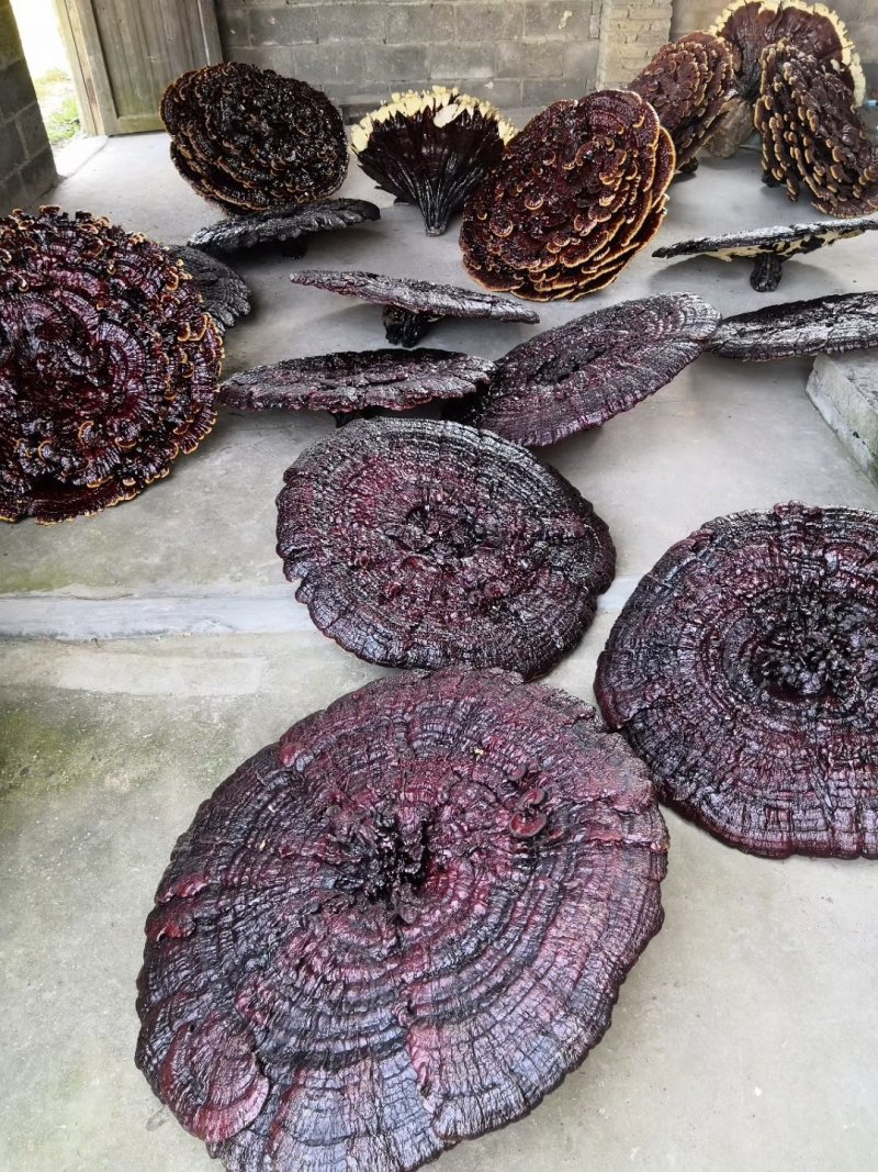 花灵芝红灵芝超大灵芝特大灵芝摆件灵芝收藏礼品