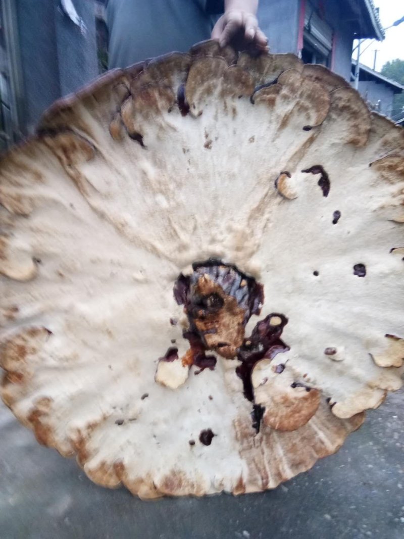 花灵芝红灵芝超大灵芝特大灵芝摆件灵芝收藏礼品