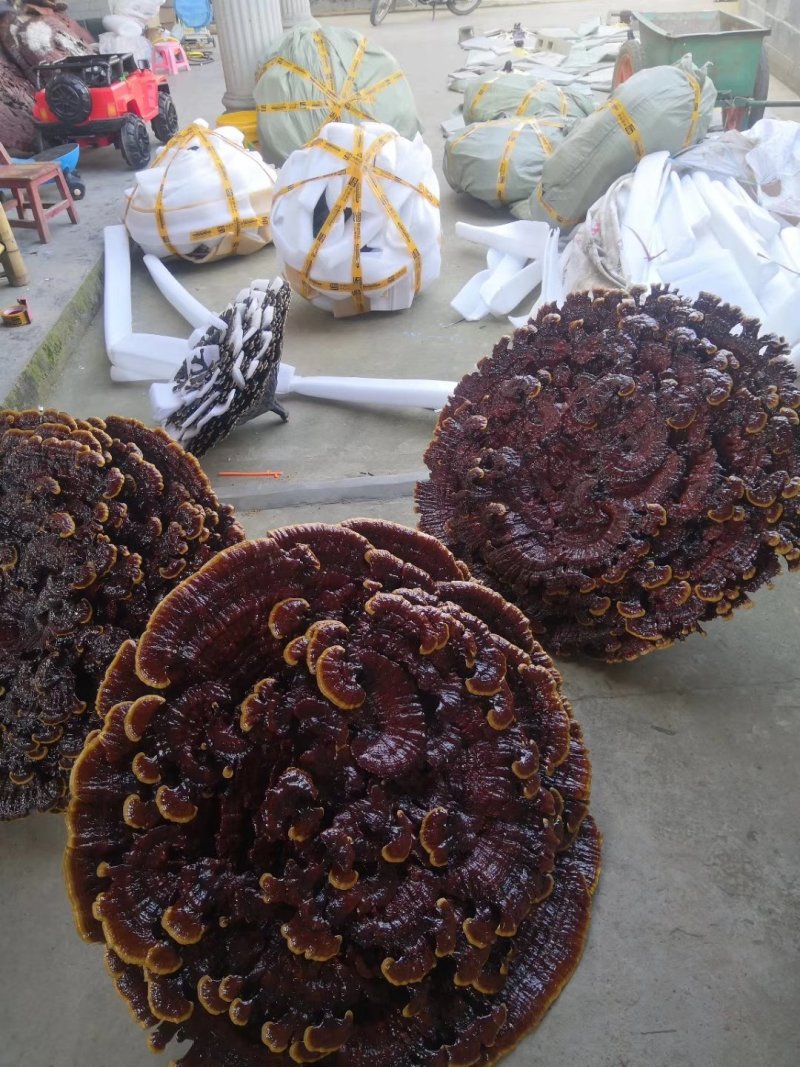 花灵芝红灵芝超大灵芝特大灵芝摆件灵芝收藏礼品