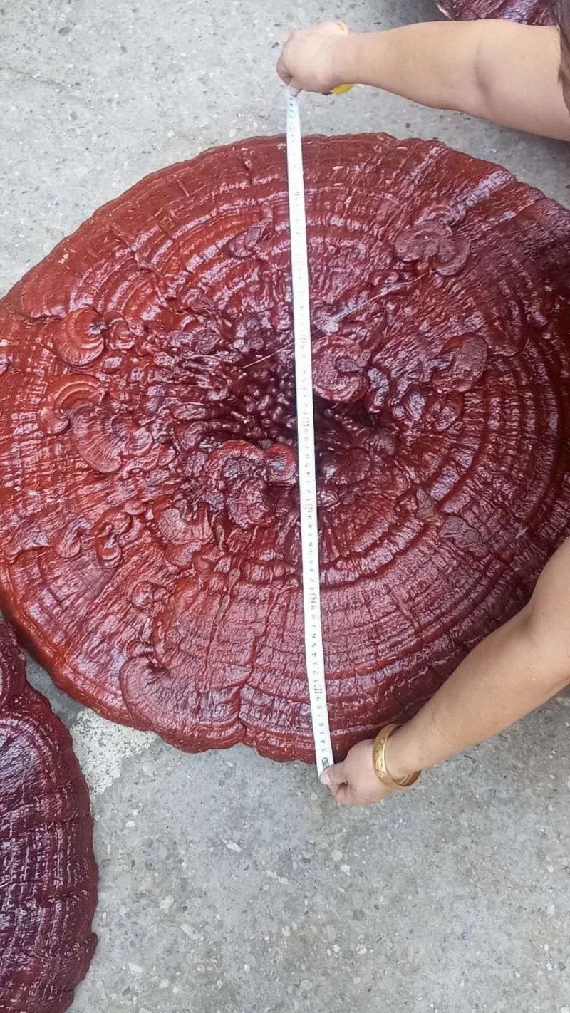花灵芝红灵芝超大灵芝特大灵芝摆件灵芝收藏礼品