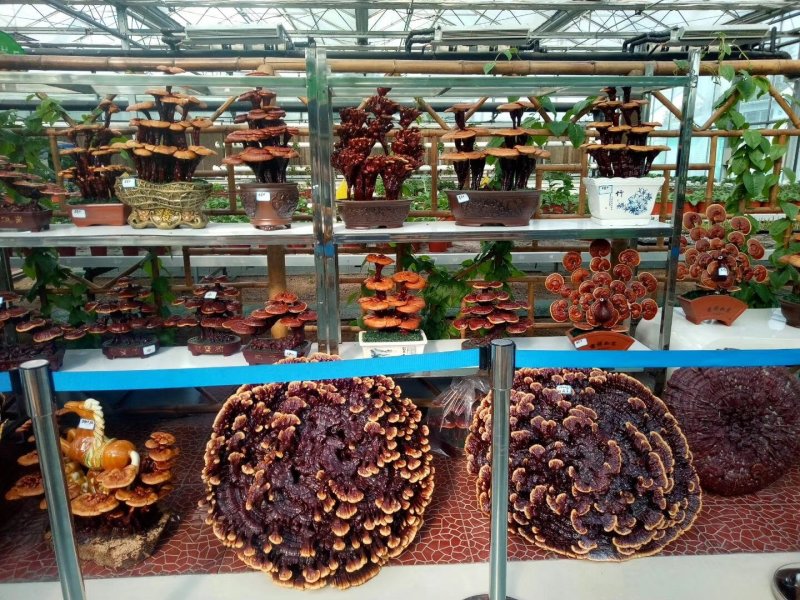 花灵芝红灵芝超大灵芝特大灵芝摆件灵芝收藏礼品