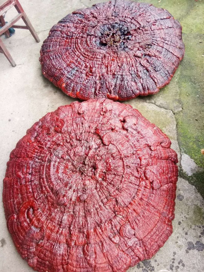 花灵芝红灵芝超大灵芝特大灵芝摆件灵芝收藏礼品