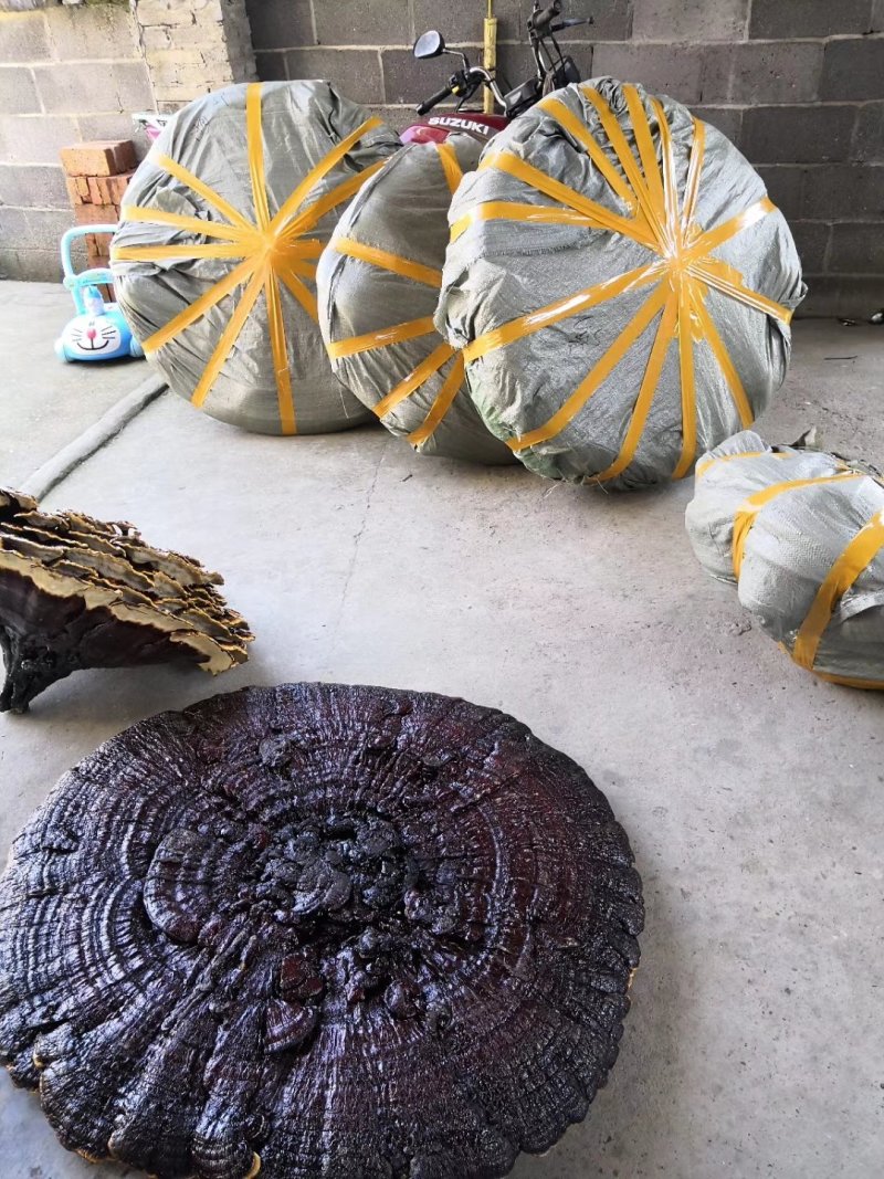 花灵芝红灵芝超大灵芝特大灵芝摆件灵芝收藏礼品
