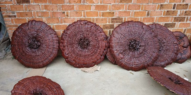 花灵芝红灵芝超大灵芝特大灵芝摆件灵芝收藏礼品