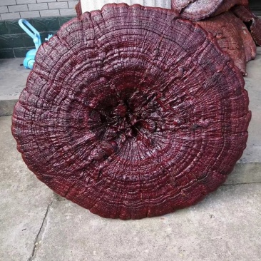 花灵芝红灵芝超大灵芝特大灵芝摆件灵芝收藏礼品