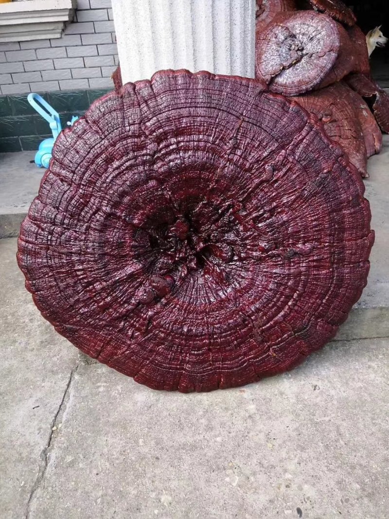 花灵芝红灵芝超大灵芝特大灵芝摆件灵芝收藏礼品