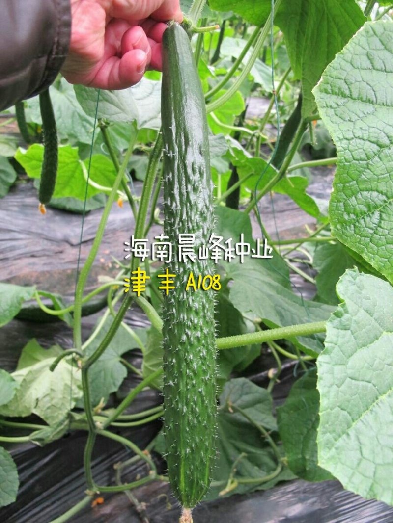 耐热抗病，油亮顺直，密刺，品质保障黄瓜种子