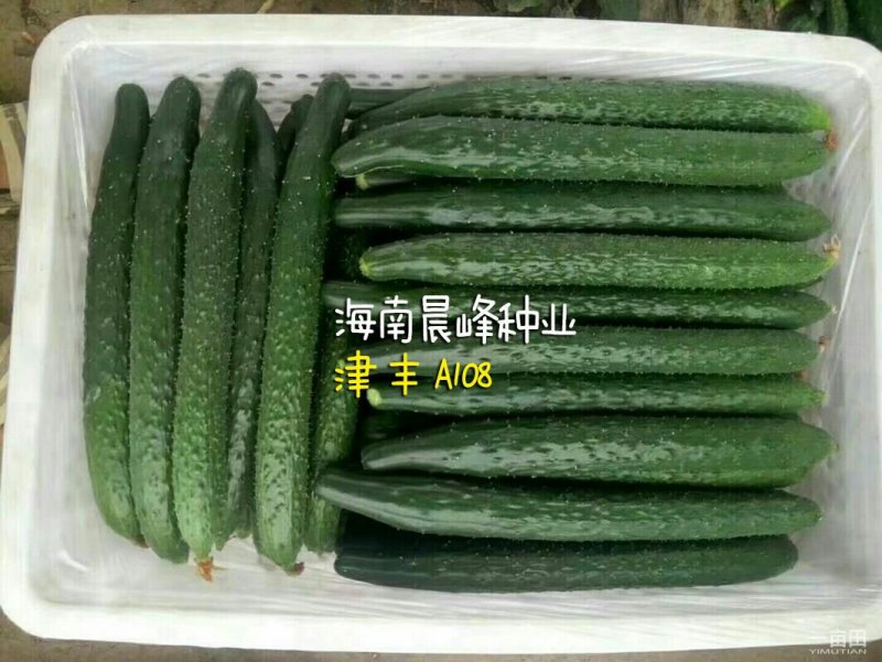 耐热抗病，油亮顺直，密刺，品质保障黄瓜种子