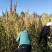 青海特产高原三色藜麦，有红色，黑色自产自销大量批发