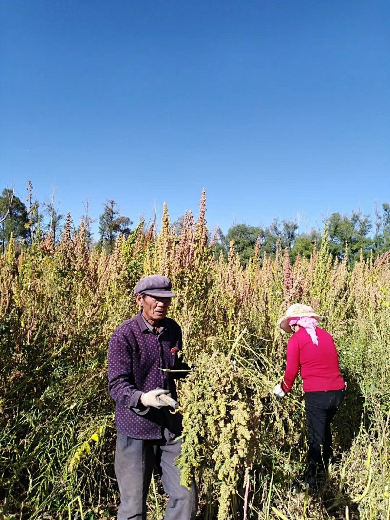 青海特产高原三色藜麦，有红色，黑色自产自销大量批发