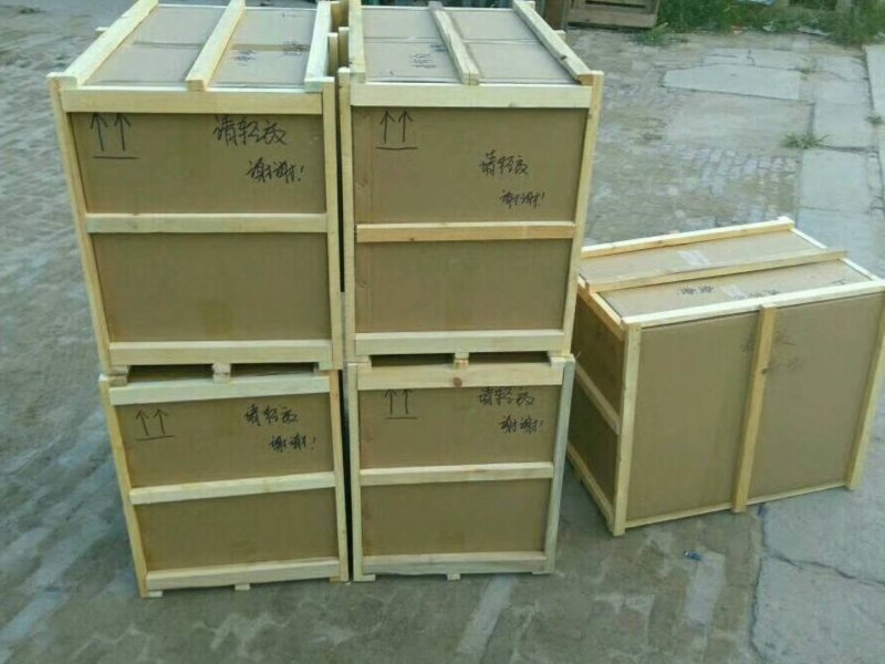 大型灵芝盆景摆件盆景灵芝嫁接灵芝盆栽灵芝工艺品