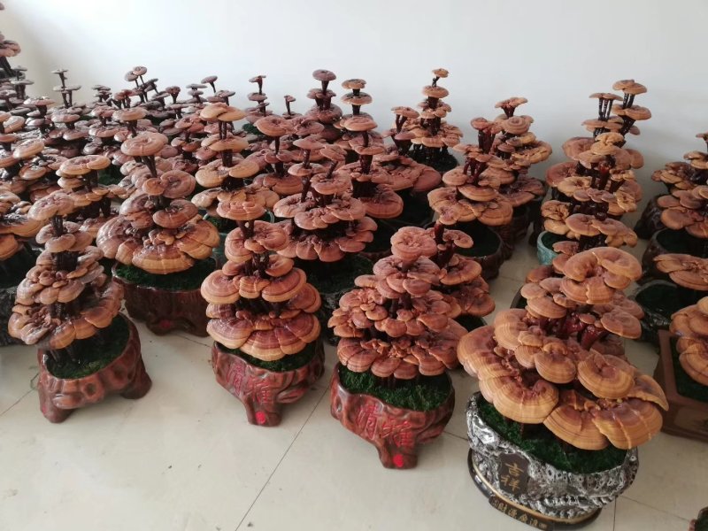 大型灵芝盆景摆件盆景灵芝嫁接灵芝盆栽灵芝工艺品