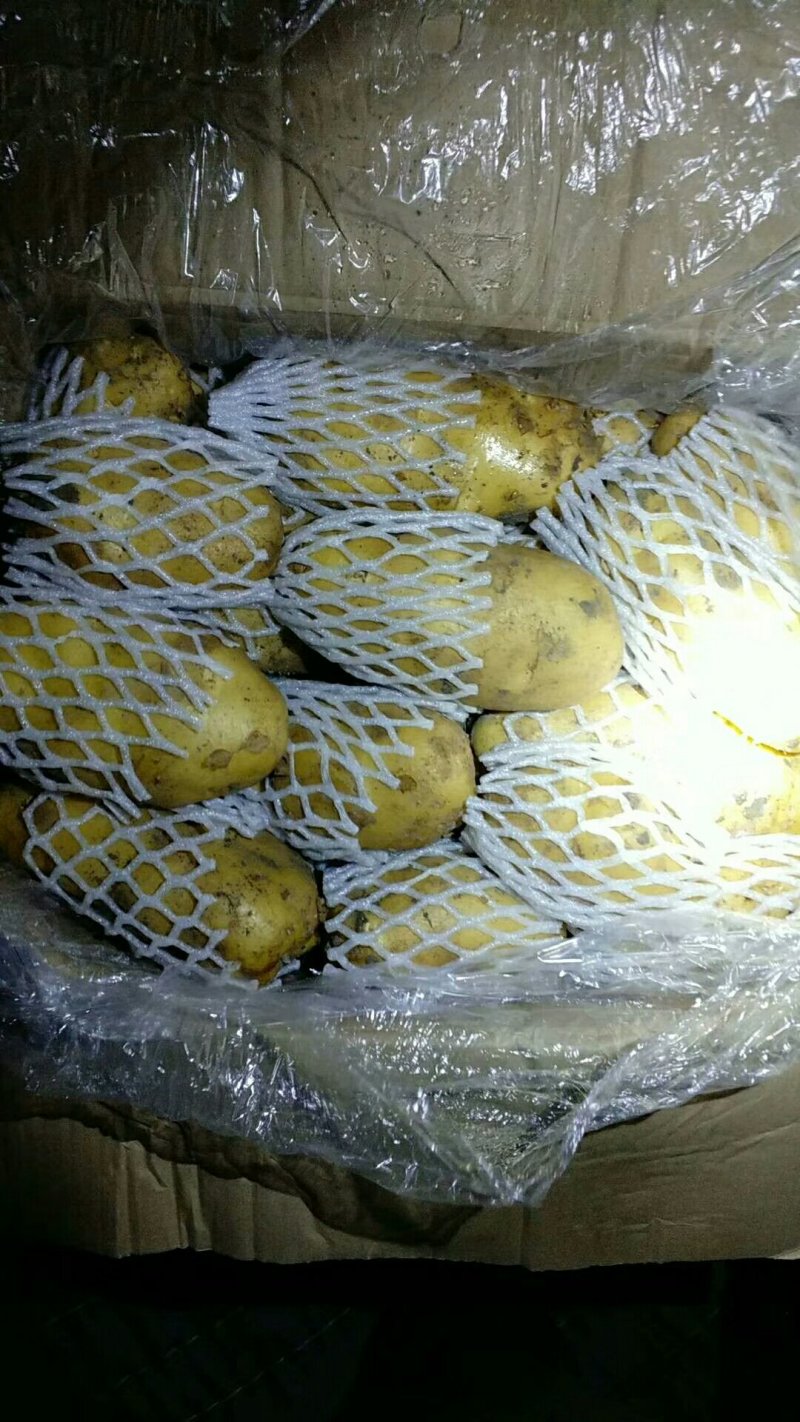 荷兰十五黄心土豆大量出库供应，无芽无黑心，货源充足。