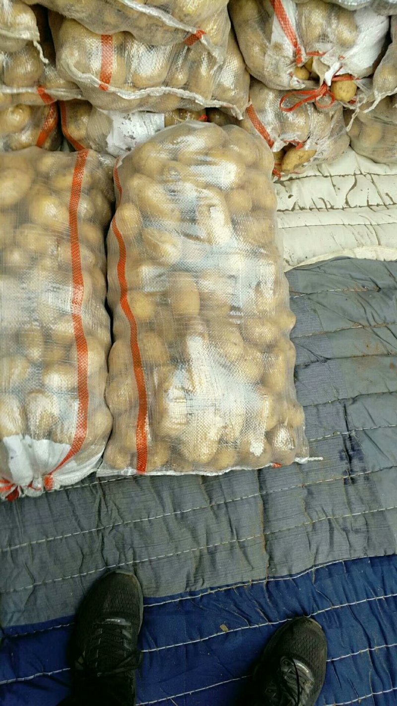 荷兰十五黄心土豆大量出库供应，无芽无黑心，货源充足。